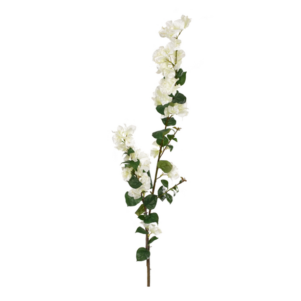 BOUGAINVILLEA || BOX OF 6