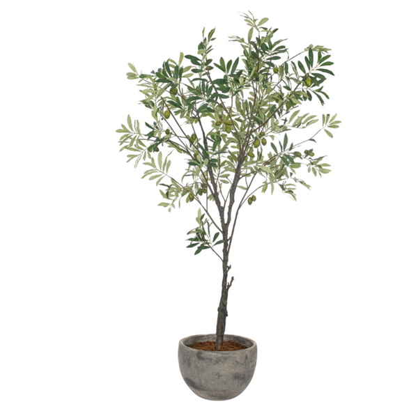 OLIVE TREE