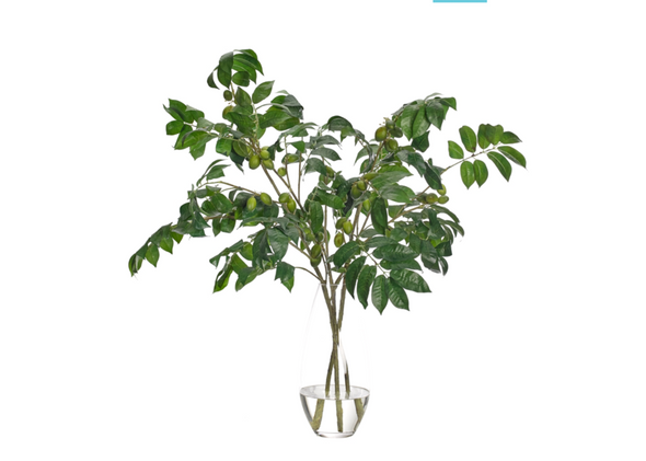 OLIVE BRANCH